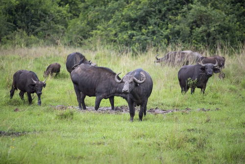 アフリカのサファリで見かけるバッファローの群れ