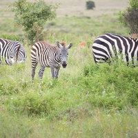 サバンナの草原で採食する群れの子シマウマの写真