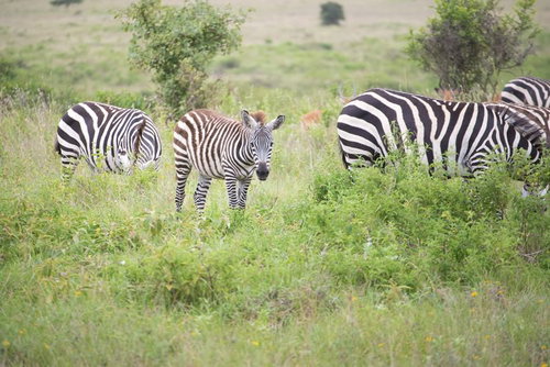 サバンナの草原で採食する群れの子シマウマ
