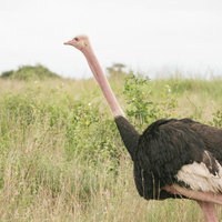 サバンナの草原を歩く野生のダチョウ、長い首を上げた自然な姿勢の写真