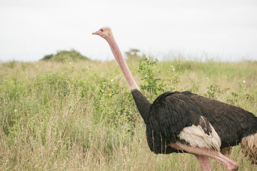 サバンナの草原を歩く野生のダチョウ、長い首を上げた自然な姿勢