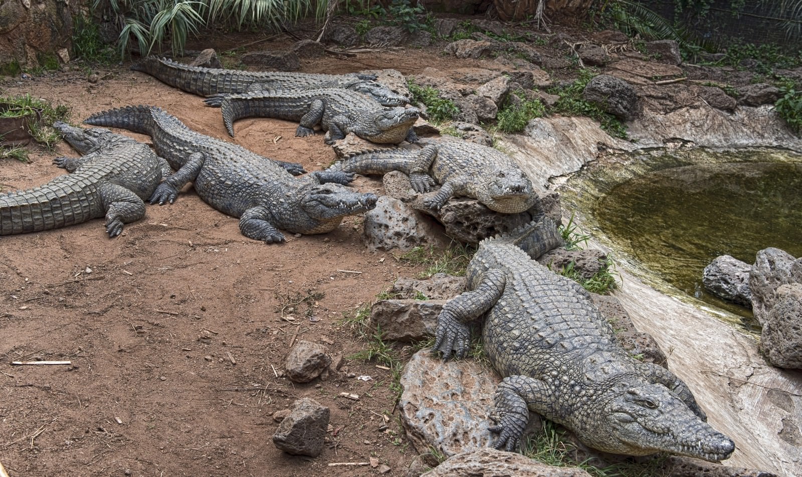 砂地に複数のワニが集まり横たわっている様子