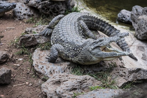 口を開けて雄叫びをあげるワニの迫力ある表情