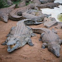 動物園の砂地で休むワニの群れの写真