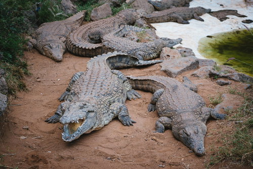 動物園の砂地で休むワニの群れ