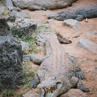地面や岩の上に寝そべるワニと爬虫類たちの様子の写真