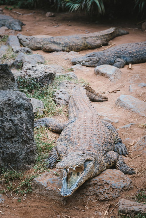地面や岩の上に寝そべるワニと爬虫類たちの様子
