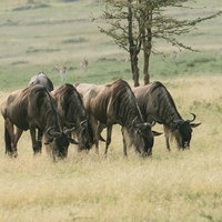 レドンドビーチのキングハーバーと砂浜、海岸風景の写真