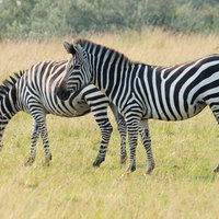 アフリカのサファリで草を食べるシマウマ2頭の写真