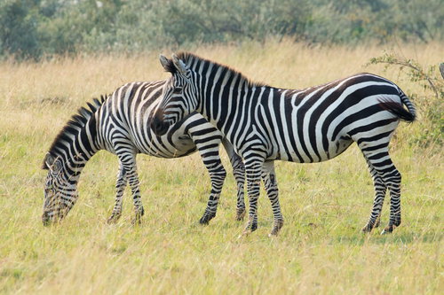 アフリカのサファリで草を食べるシマウマ2頭