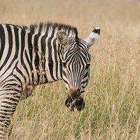 草原を歩くシマウマの写真