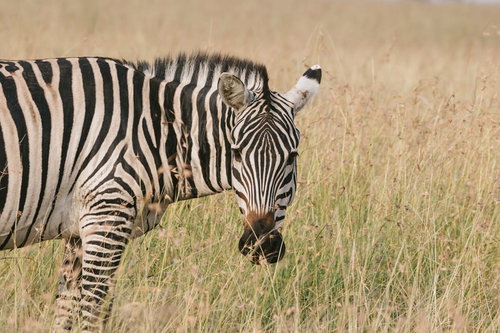 草原を歩くシマウマ
