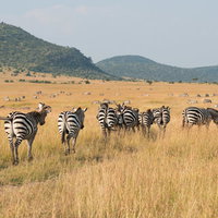 セレンゲティのサファリでシマウマの群れが草を食むの写真