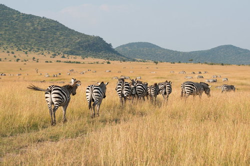 セレンゲティのサファリでシマウマの群れが草を食む