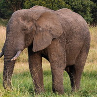 アフリカサバンナを歩くアフリカ象の写真