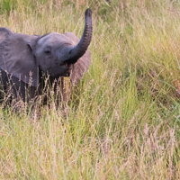 草原でパオーンと鳴く子象がはな高く上げている姿の写真
