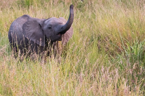 草原でパオーンと鳴く子象がはな高く上げている姿