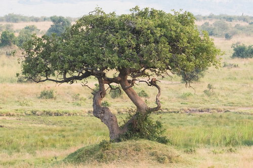 アフリカのサバンナに立つ野生動物の生息地となる大樹