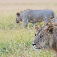 草原で獲物を狙うライオンと後ろのライオンの写真