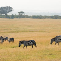 アフリカのサファリで草原を歩くシマウマの群れの写真