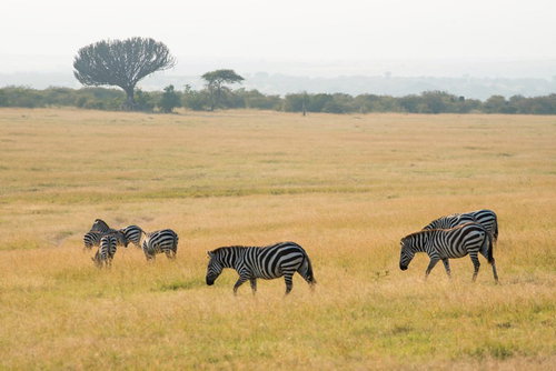 アフリカのサファリで草原を歩くシマウマの群れ
