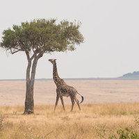 サバンナの乾季にアカシアの木を食べるキリンの写真