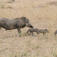 イボイノシシの親子が草原を歩く、アフリカのサファリで撮影の写真