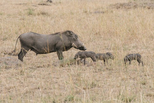 イボイノシシの親子が草原を歩く、アフリカのサファリで撮影
