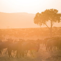 ケニアのサバンナで数百頭ものヌーの群れが夕暮れ時に集まる光景の写真