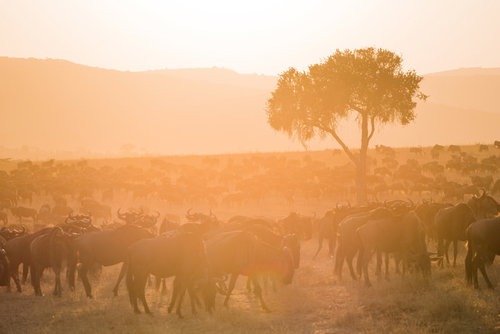 ケニアのサバンナで数百頭ものヌーの群れが夕暮れ時に集まる光景