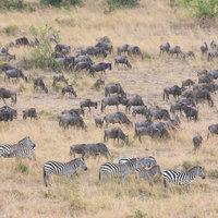 ケニアのサバンナで放牧するシマウマとヌーの群れの写真
