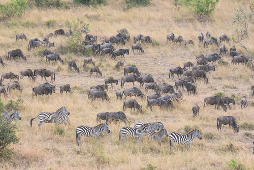 ケニアのサバンナで放牧するシマウマとヌーの群れ