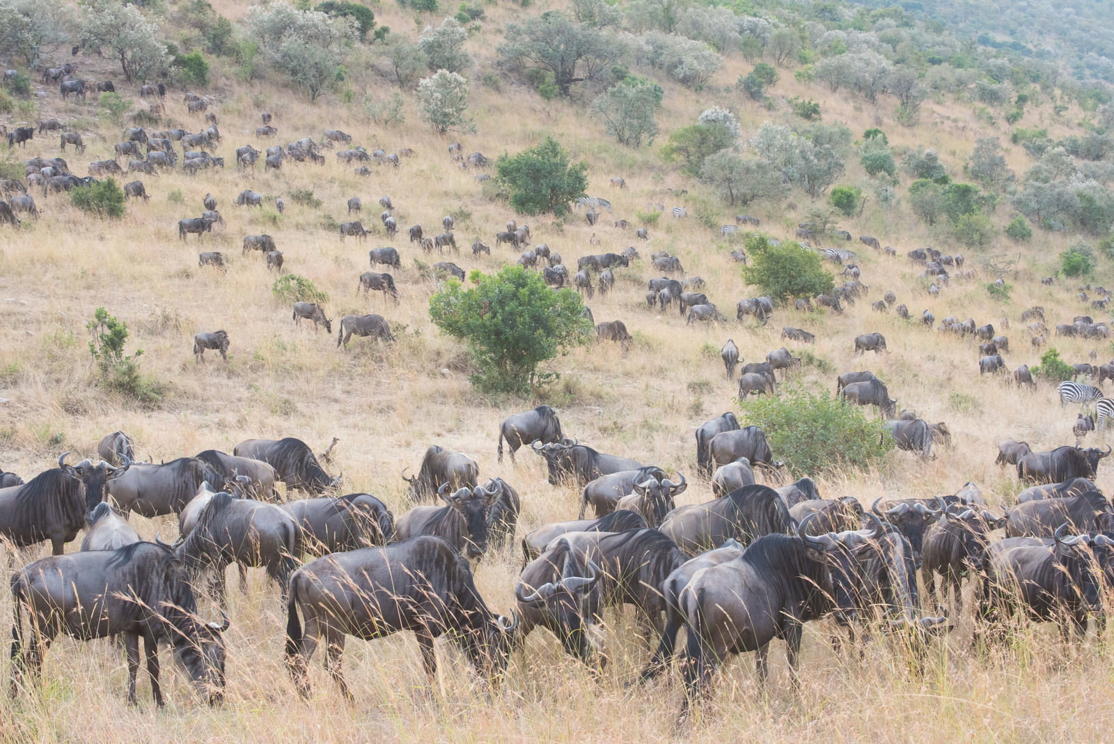 サバンナを移動するヌーの大群