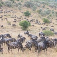 ヌーの群れが大移動するサバンナの写真