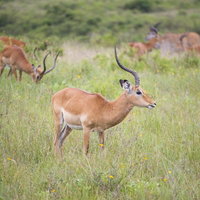 サファリの草原を歩くインパラの群れ、長く湾曲した角をもったオスの写真