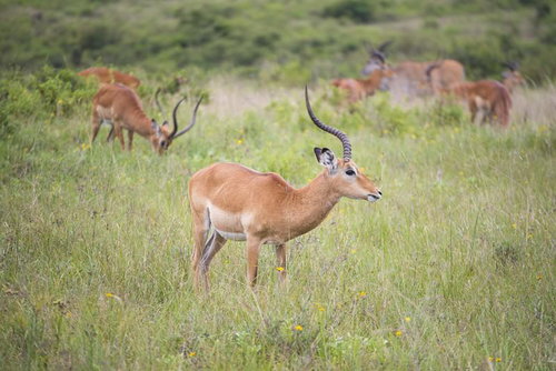 サファリの草原を歩くインパラの群れ、長く湾曲した角をもったオス