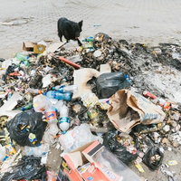 焼けたゴミの中で餌を探す野犬たちの群れの写真