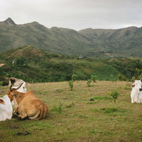 山岳地帯で放牧される牛の群れの写真