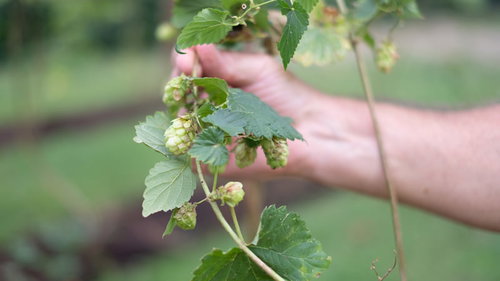 ホップ畑で数株のホップをわしづかみにしている農作業風景
