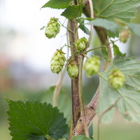 チェコのホップの毬花と細い茎、質の高いビール製造用の雌花の写真