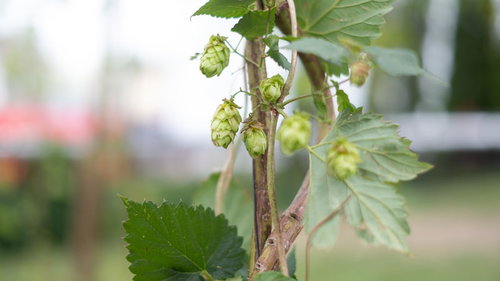 チェコのホップの毬花と細い茎、質の高いビール製造用の雌花