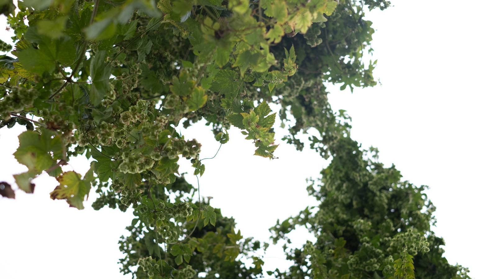 青空を背景に下から見上げたホップの葉とツルの写真