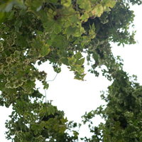 下から見上げたホップの青い空と緑のツル、セイヨウカラハナソウの生命力の写真