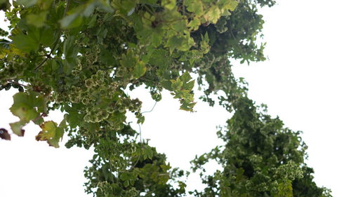 下から見上げたホップの青い空と緑のツル、セイヨウカラハナソウの生命力