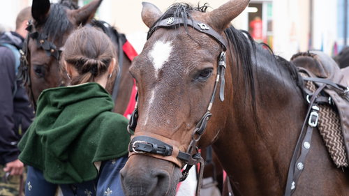 ミクロフで見かけた馬とハーネス姿の子供（チェコ共和国）