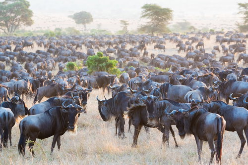 ケニアのサバンナに群がるヌーとバッファロー