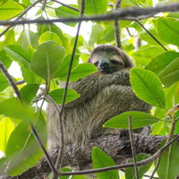緑の枝葉に隠れて薄ら笑いを浮かべるナマケモノの写真