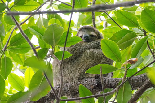 緑の枝葉に隠れて薄ら笑いを浮かべるナマケモノ