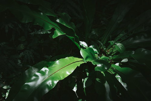 沖縄の亜熱帯に自生するオオタニワタリの葉