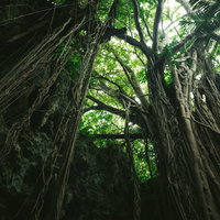 森に包まれた不思議な空間「ガンガラーの谷」（沖縄）の写真